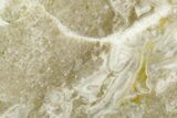 Polished Cambrian Sponge (Archaeocyatha) Fossil - Russia #363035-1